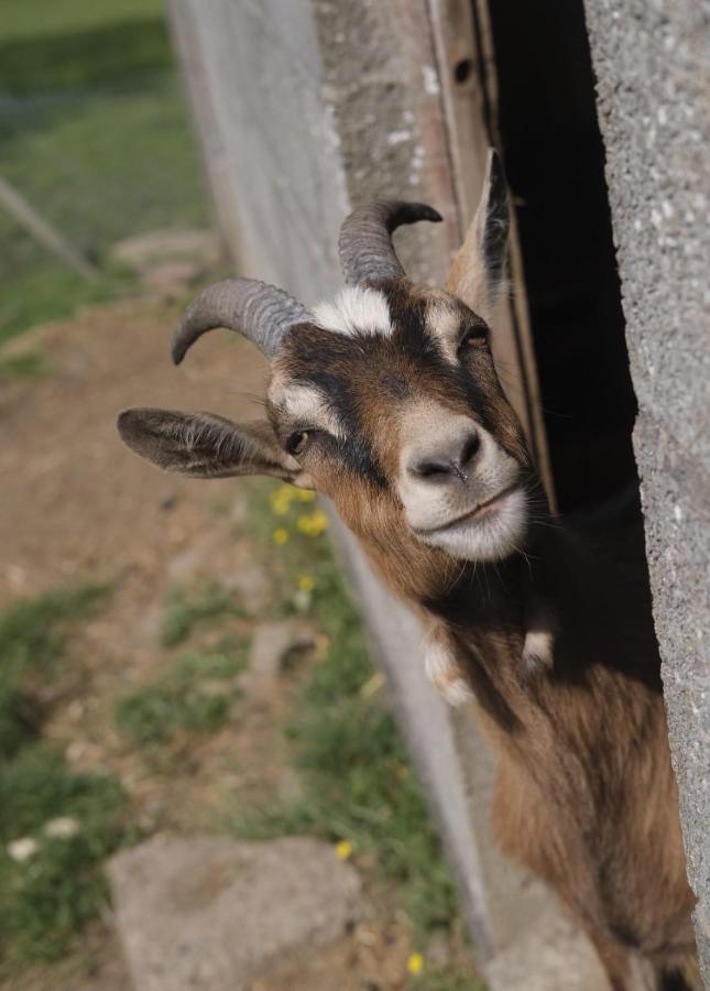 La Billardiere Camping A La Ferme Le Menil-Ciboult Экстерьер фото
